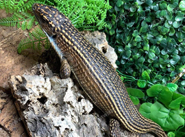 Sudan Plated at Birmingham Reptiles