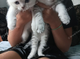 Lovely kittens