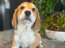 Corgi cross basset hound puppies