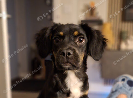 Female English Spring Spaniel