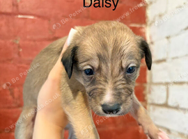 Collie X Whippet
