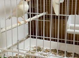 Red eye Mosiac hen canary