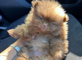 Stunning Pomeranian