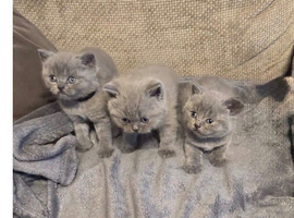 Ready now GCCF registered British shorthair kittens