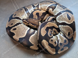 1.1 pair th albino clown pied