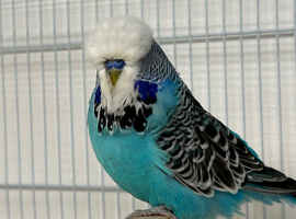 Selection of young & adult exhibition budgies
