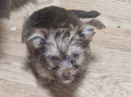 2 10 week old chorkie pups female