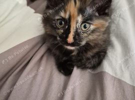3 home rising kittens need new home