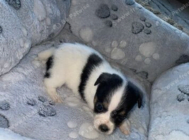 Adorable Jack Russell puppies