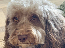 Cockapoo Puppies