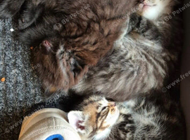 Kittens