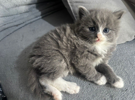 2 beautiful kittens