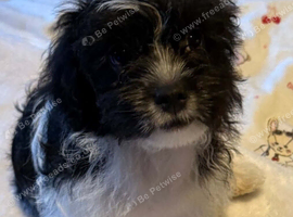 King Charles x cocker spaniels