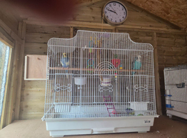 2x budgies for sale