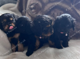 Cavalier x Cavapoo