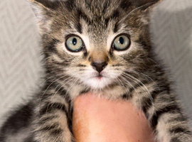 Kittens for re home