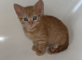 Ginger little boy