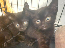 9 week old kittens