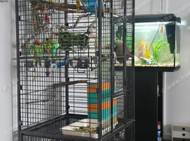 5 month cockateil and new cage