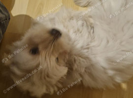 New Home