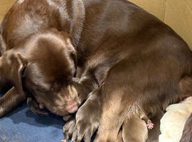 Choc lab pups
