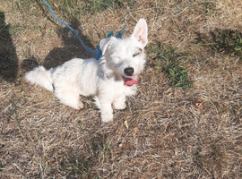 Little girl Jack Russell