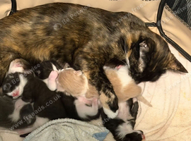 Kittens
