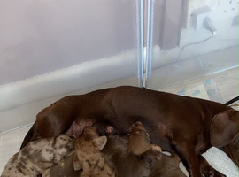 Miniature dachshund