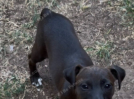 Patterdale dog pup
