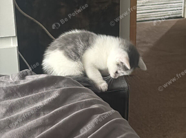 Four loving kitten