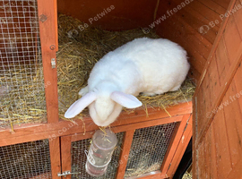 Huge Flemish Giant Female