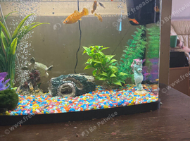 Tropical fish plus tank