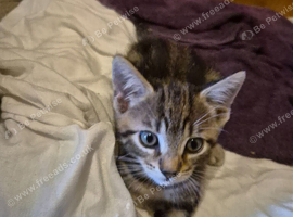 Beautiful Boy kitten