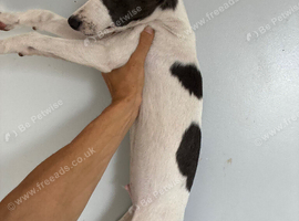Whippet pup