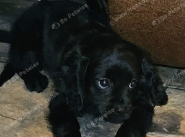 1 Lovely cavapoo female puppy for sale