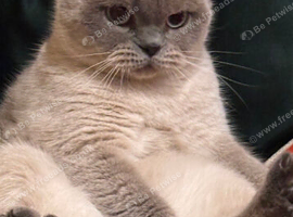 British shorthair