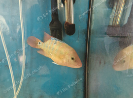 Fish for sale