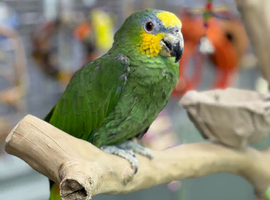 Amazon
