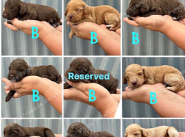 Beautiful litter of 9 cockapoo puppies