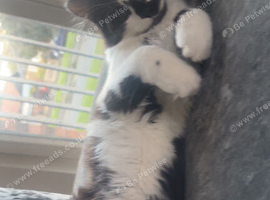Boy maine coon