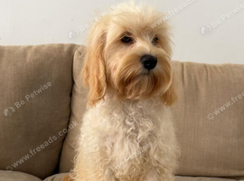 5 months old cockapoo girl