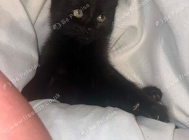 2 kittens looking for a home