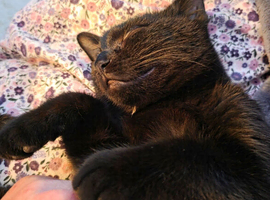 Missing black kitten from Praa Sands Cornwall