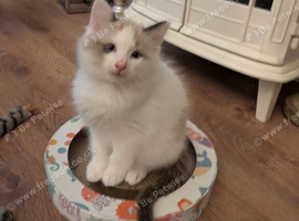 Ragdoll kittens ready now