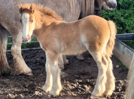 Chesnut traditional colt foal