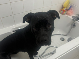 15 month cane corso