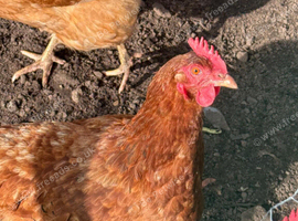 Egg laying chickens fir sale in partington