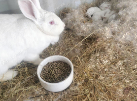 New Zealand rabbits