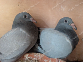 8 young Racing Pigeons