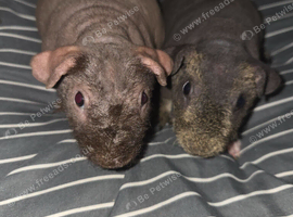 Skinny guinea pigs